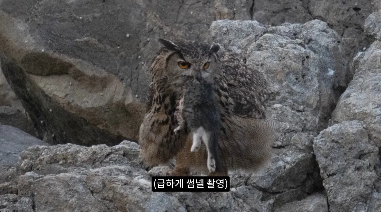 부엉이가 새끼고양이 사냥해서 먹자 신난 새덕후 (5)
