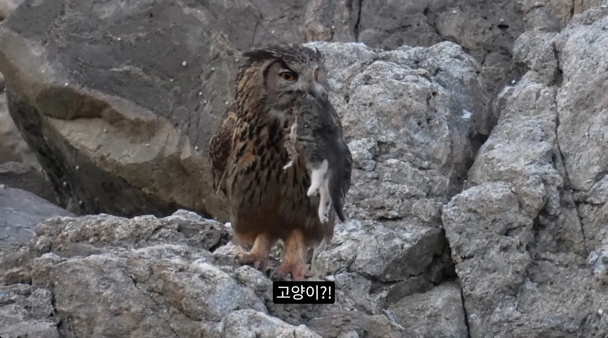 부엉이가 새끼고양이 사냥해서 먹자 신난 새덕후 (4)