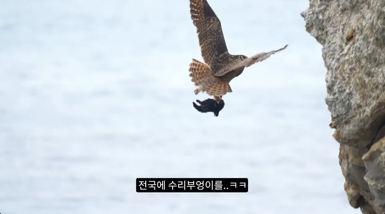 부엉이가 새끼고양이 사냥해서 먹자 신난 새덕후 (7)