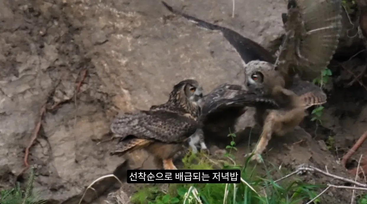 부엉이가 새끼고양이 사냥해서 먹자 신난 새덕후 (8)
