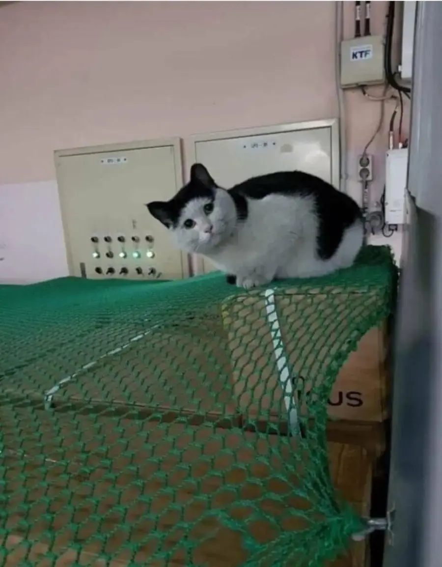 고양이 이름이 양락이인 이유.. (2)
