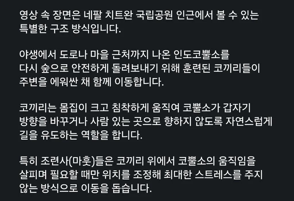 민가에 내려온 코뿔소 구조하는 방식