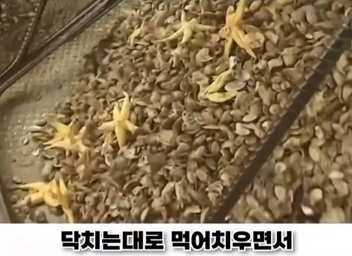 우리나라로 넘어온 바다의 무법자 불가사리의 최후 (16)