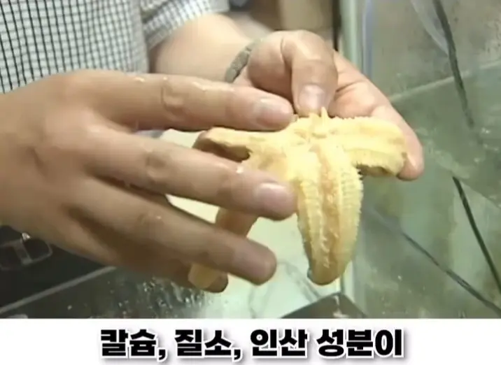 우리나라로 넘어온 바다의 무법자 불가사리의 최후 (27)