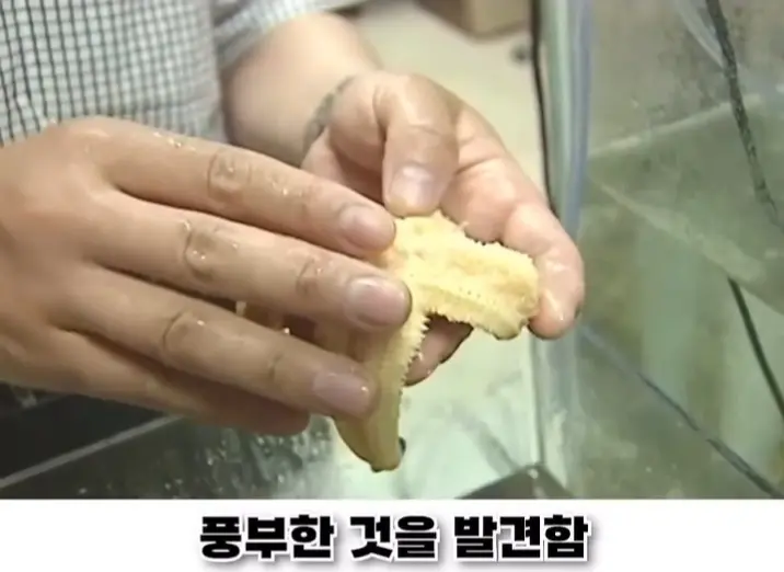 우리나라로 넘어온 바다의 무법자 불가사리의 최후 (28)