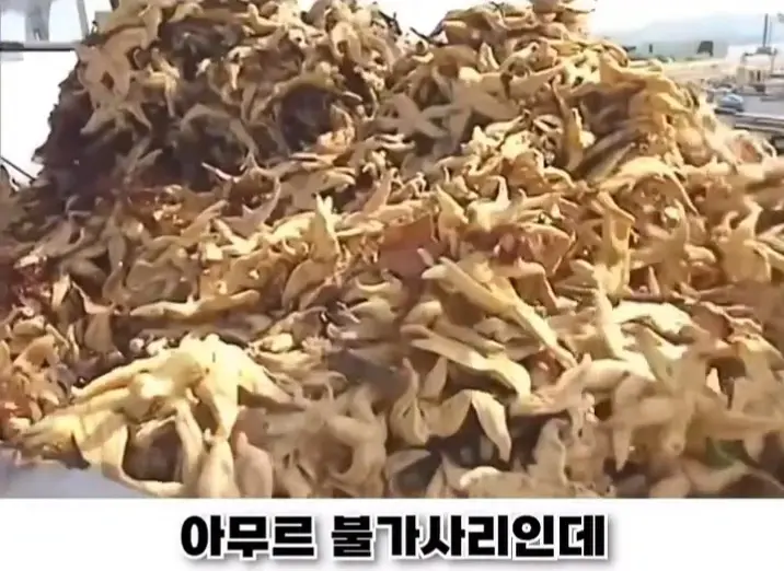 우리나라로 넘어온 바다의 무법자 불가사리의 최후 (2)