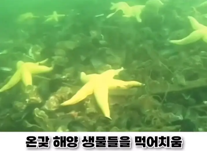 우리나라로 넘어온 바다의 무법자 불가사리의 최후 (4)