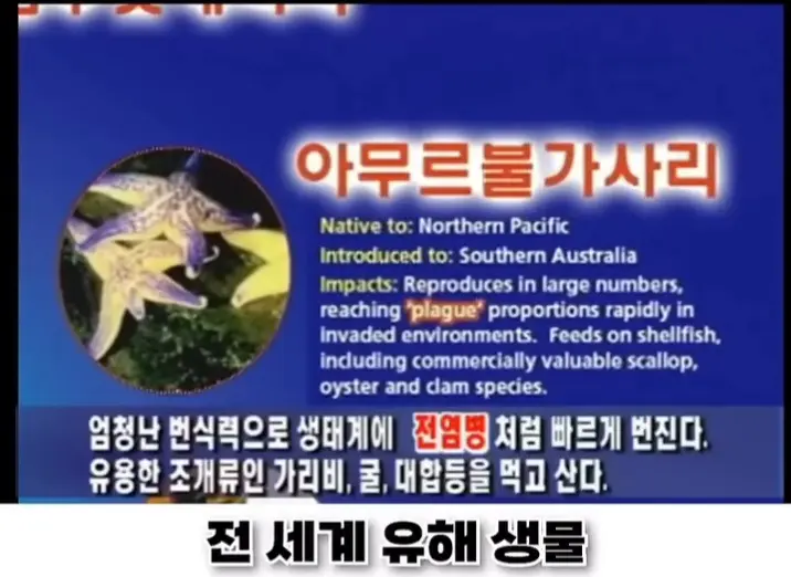 우리나라로 넘어온 바다의 무법자 불가사리의 최후 (5)
