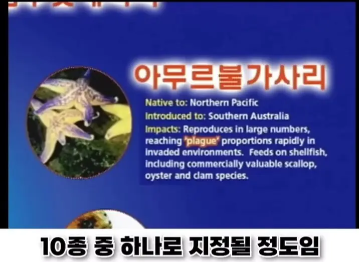우리나라로 넘어온 바다의 무법자 불가사리의 최후 (6)