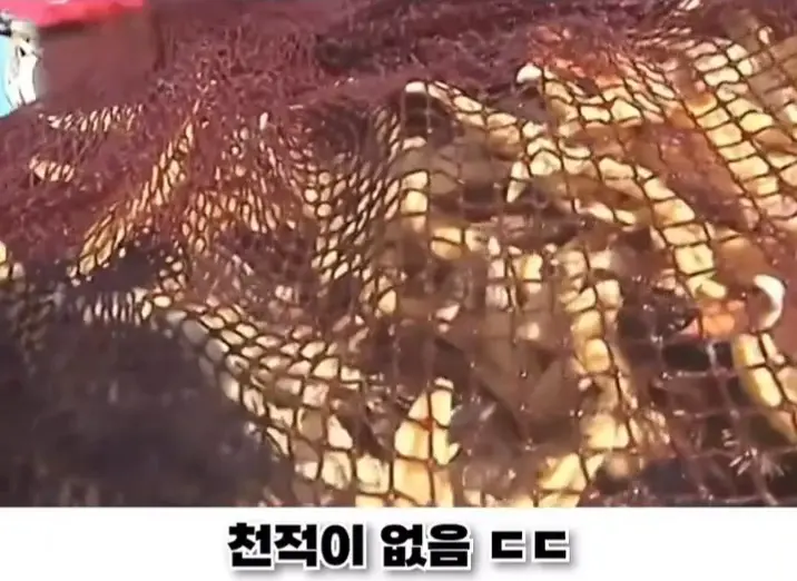 우리나라로 넘어온 바다의 무법자 불가사리의 최후 (9)
