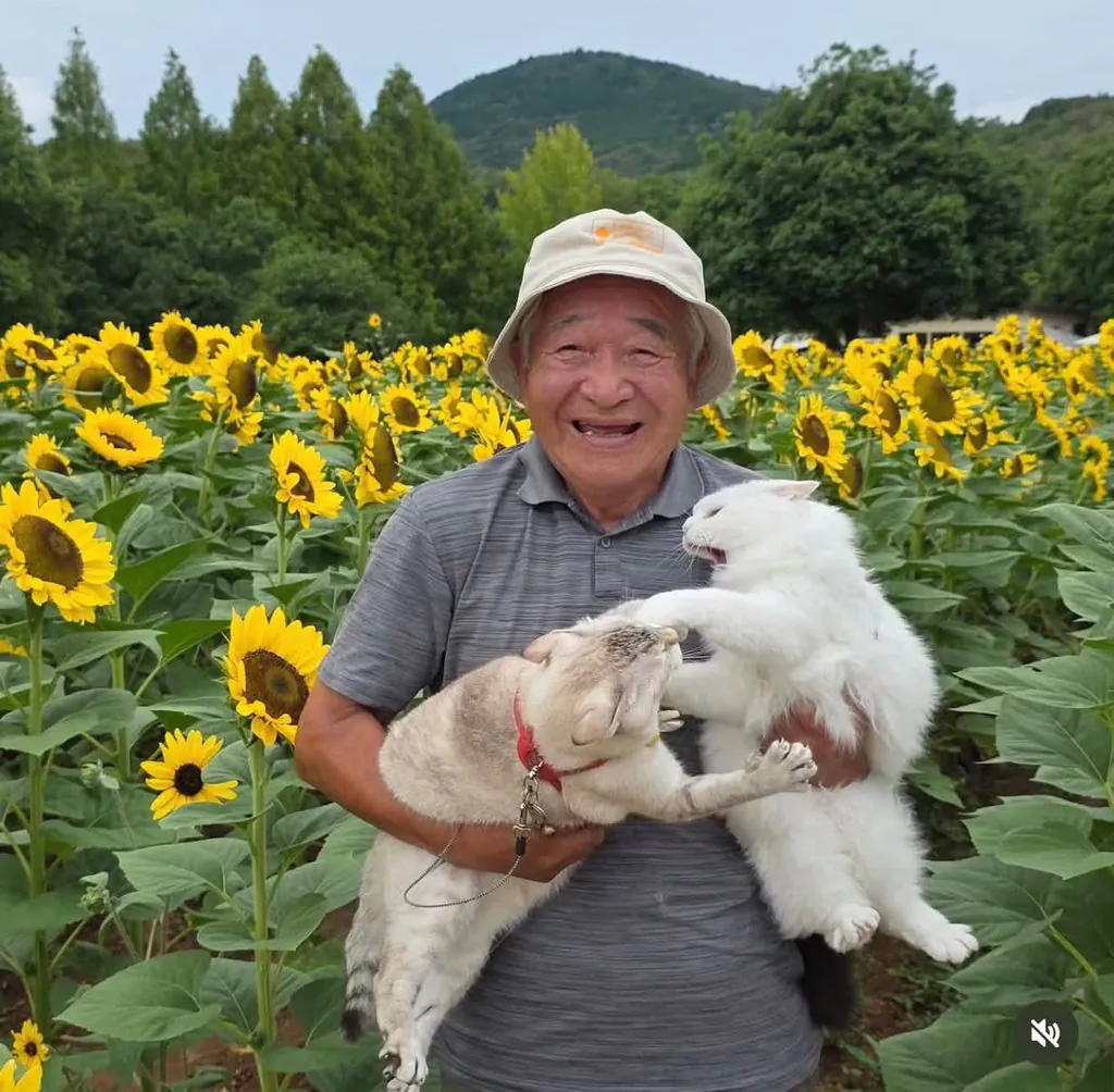 할아버지네 고양이들 진짜 개많이 싸움ㅋㅋㅋ (3)