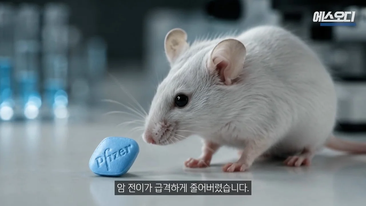 비아그라 항암효과 (3)