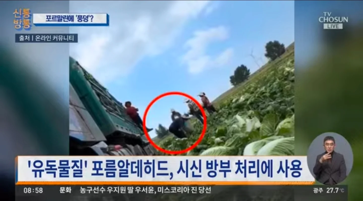 중국 배추에 시신 방부제 사용 (2)