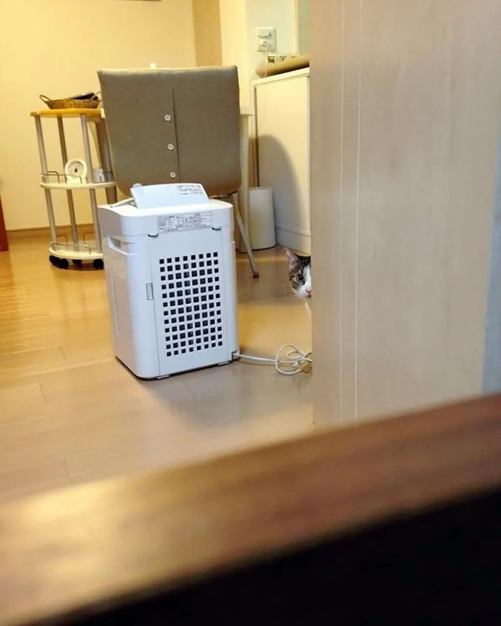 결혼하면서 신랑이 데려온 고양이가 자꾸 절 훔쳐봐요 (6)