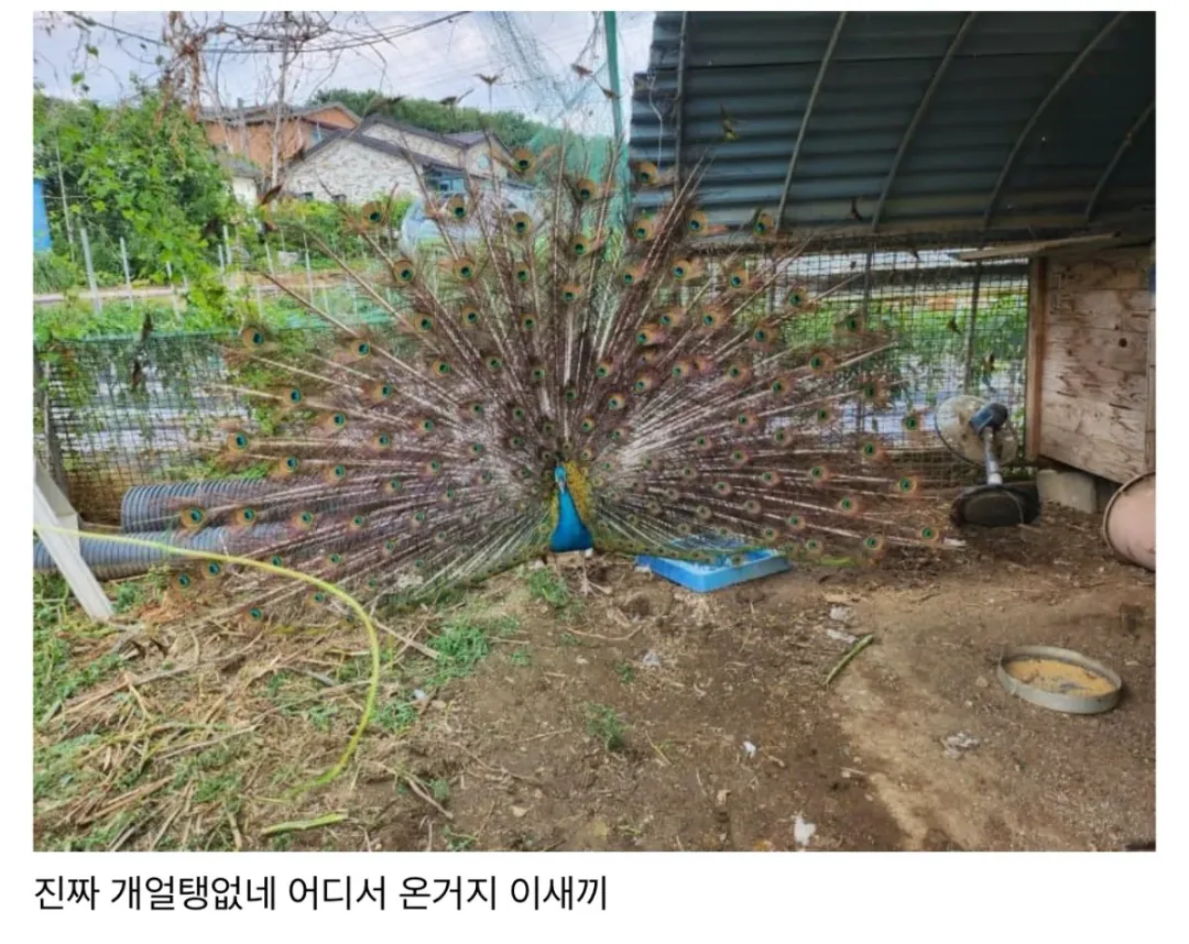 친구네 집 닭장에 공작 들어옴 (2)