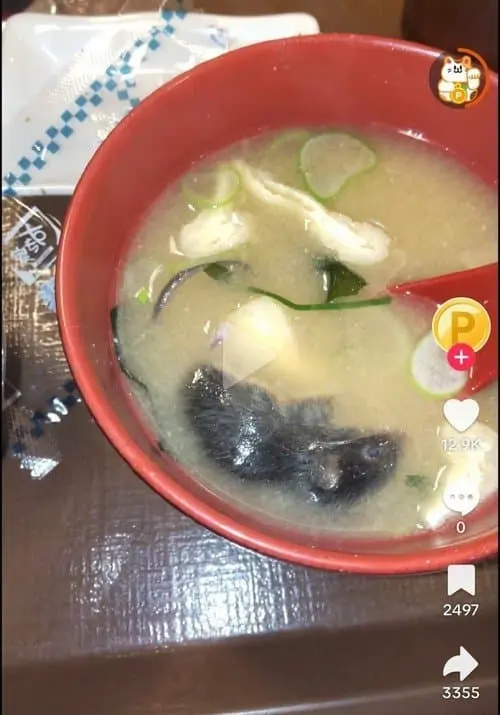 (혐) 쥐가 많아졌다는 일본 근황