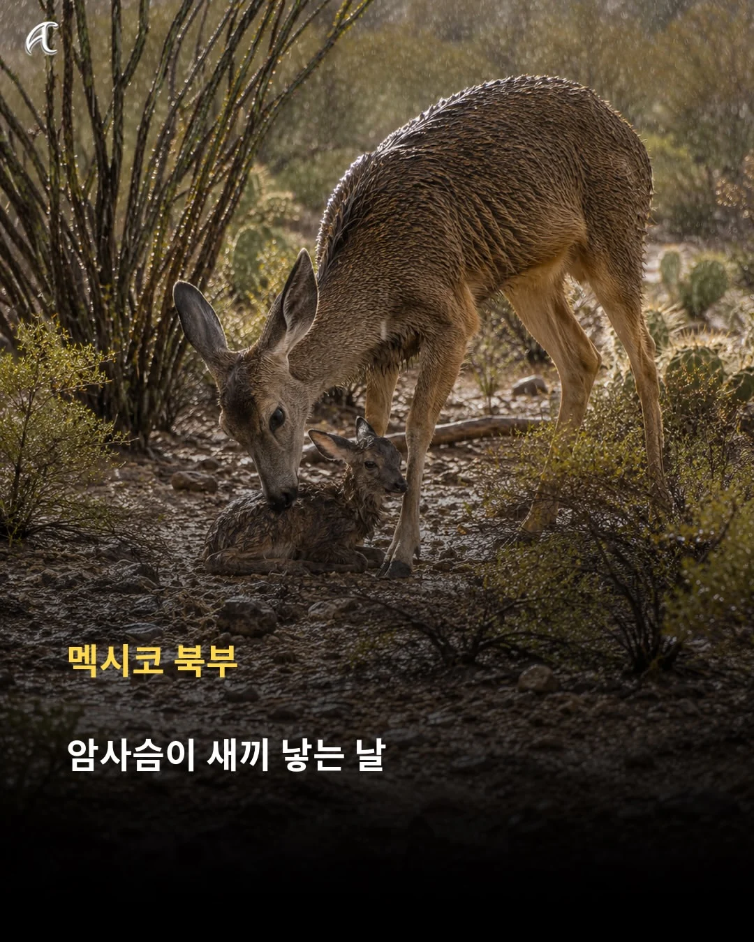 해 뜬 날 비 오면 한국은 '호랑이 장가가는 날', 다른 나라는 뭐라고 할까? (13)