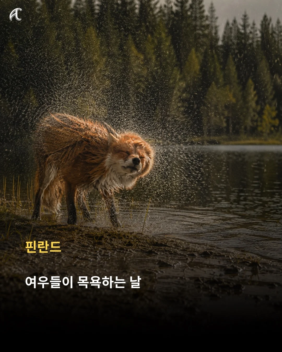 해 뜬 날 비 오면 한국은 '호랑이 장가가는 날', 다른 나라는 뭐라고 할까? (14)