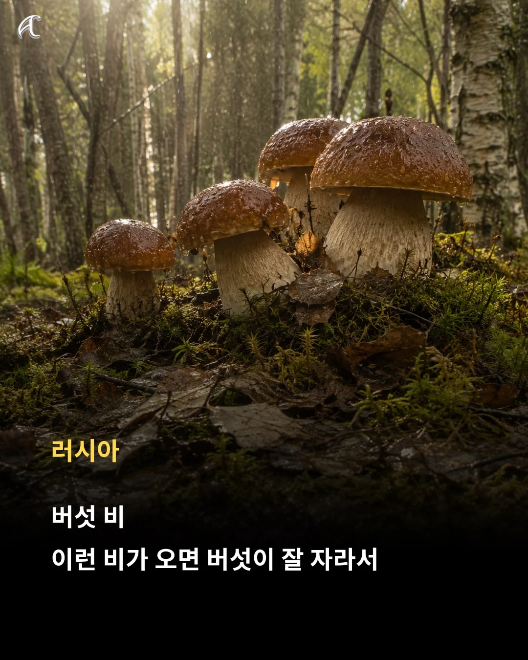 해 뜬 날 비 오면 한국은 '호랑이 장가가는 날', 다른 나라는 뭐라고 할까? (15)