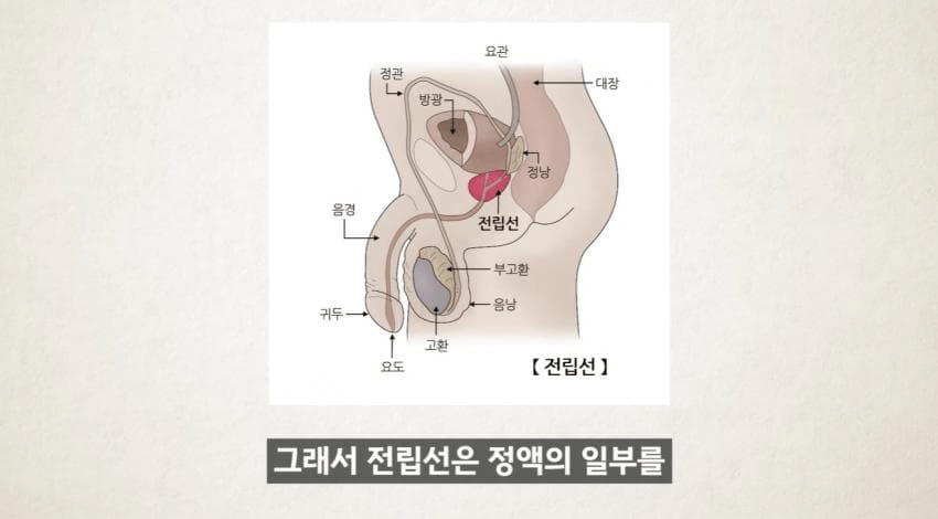 “한 달에 21번 사정하라!" (24)