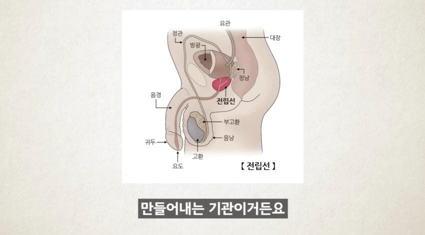 “한 달에 21번 사정하라!" (25)