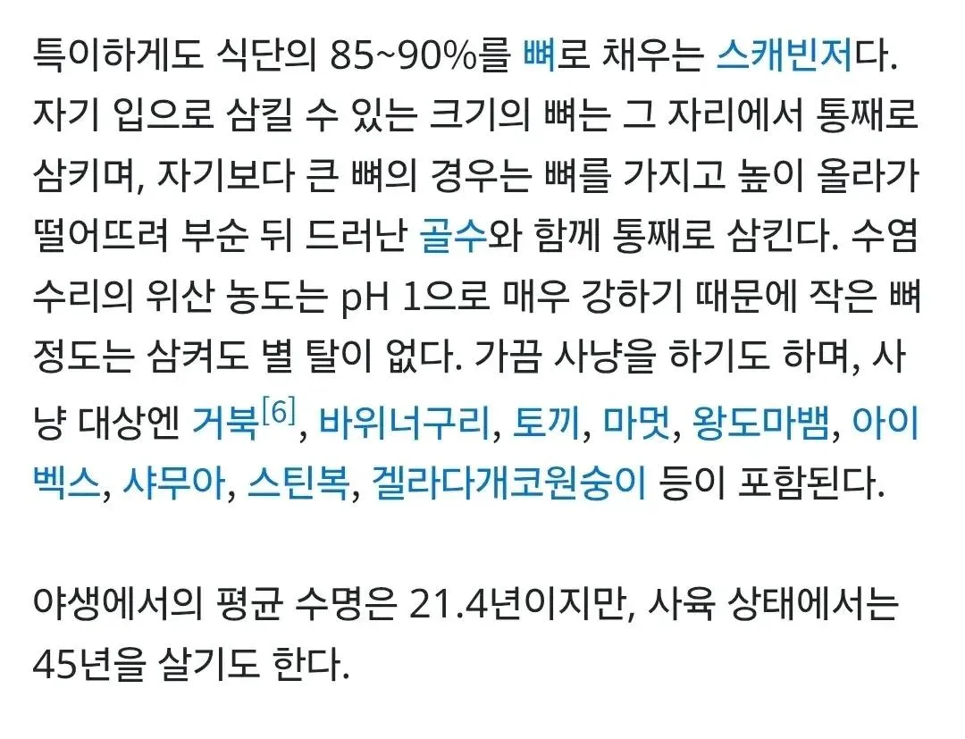 커다란 뼈를 통째로 삼켜도 멀쩡하다는 수염수리 (2)