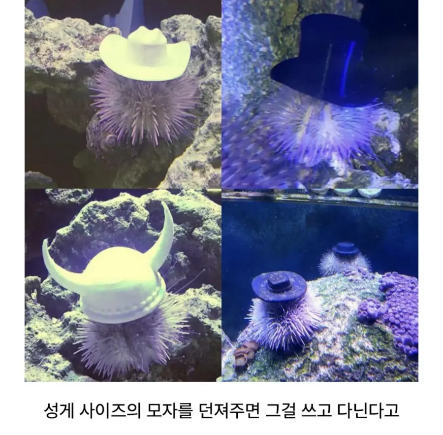 모자 쓰고다니는 성게 (2)