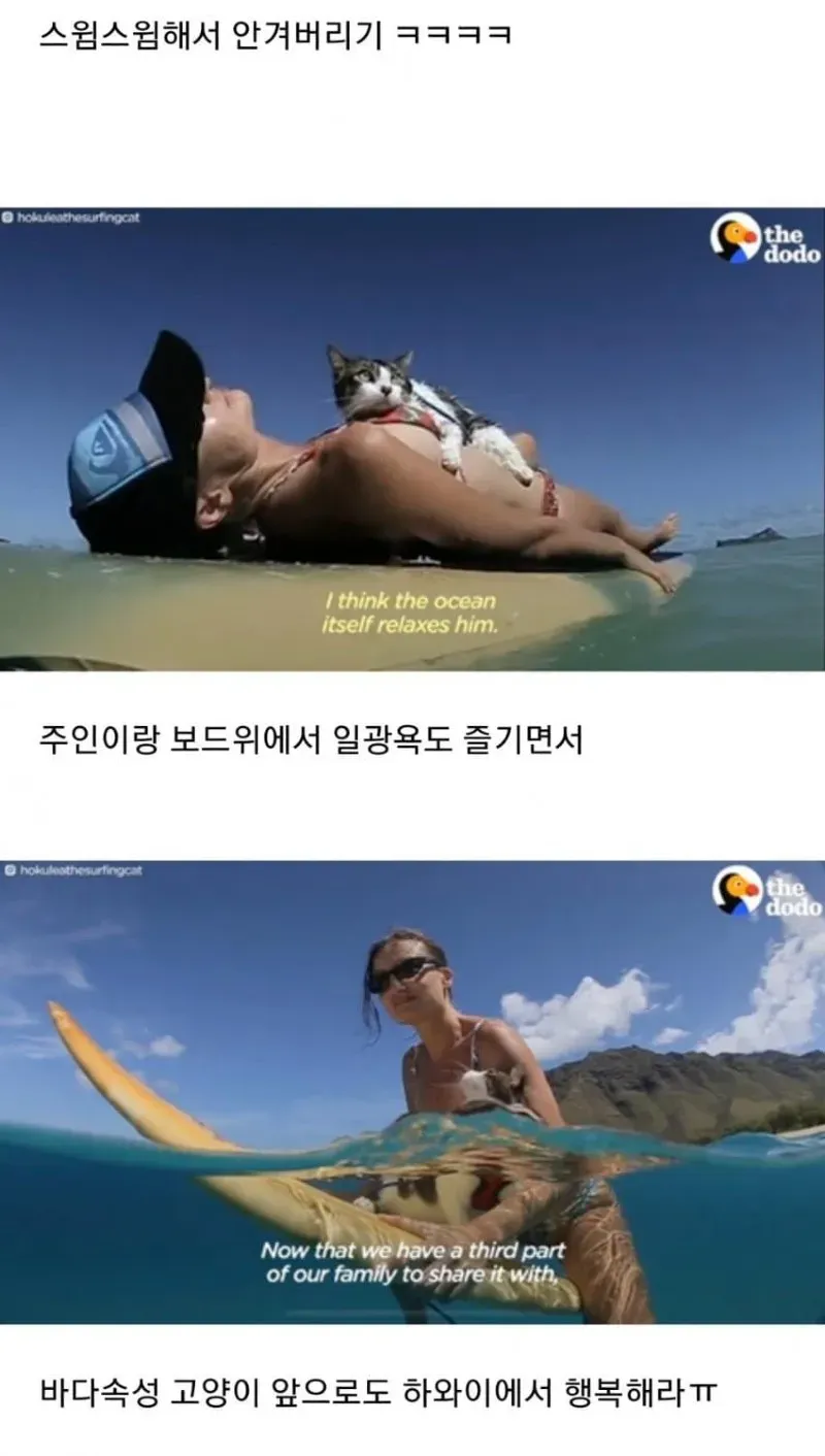 귀한 수속성 고양이 (2)