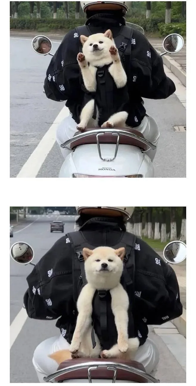 운전하는데 강아지가 인사해 줌 (2)