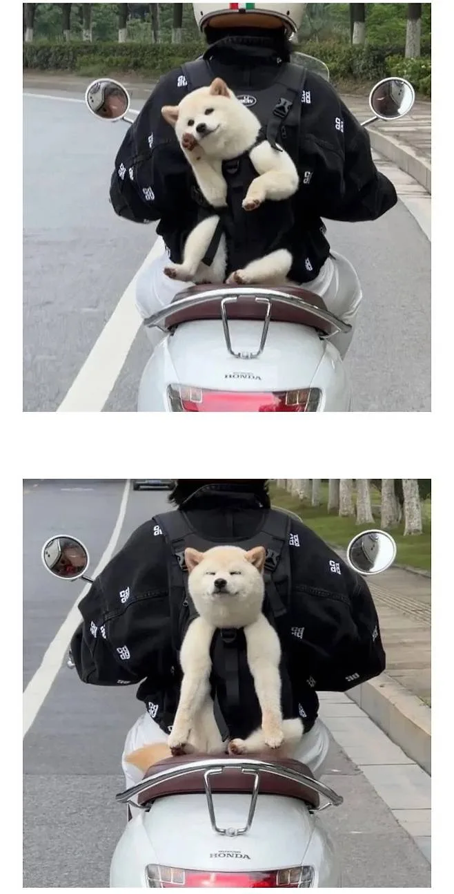 운전하는데 강아지가 인사해 줌 (3)