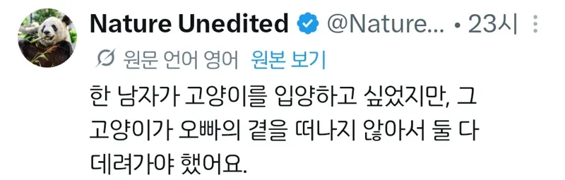 고양이 두마리를 동시에 입양하게 된 이유