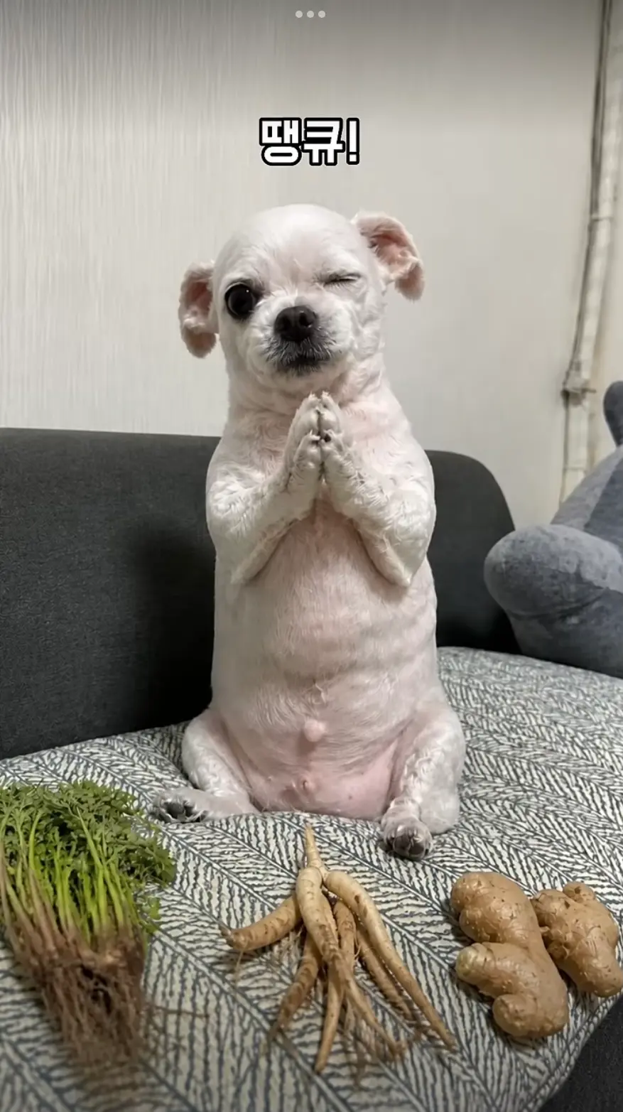 내 최애 강아지 유튜브 돌려내라 (8)