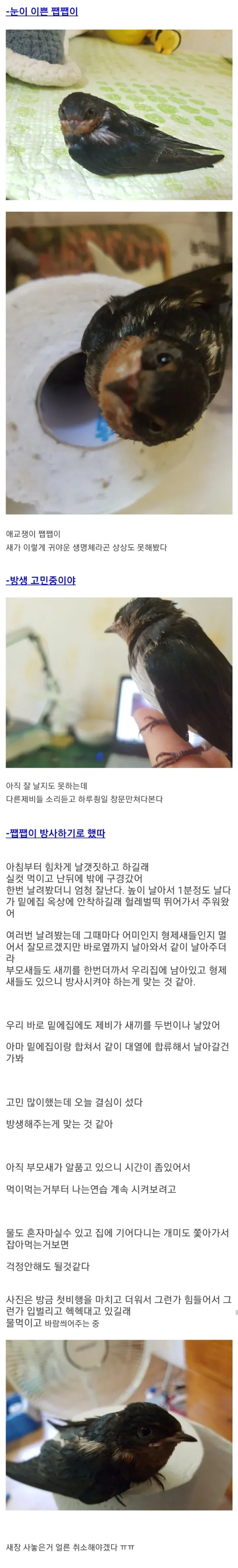 제비 줍줍한 디시인 (2)