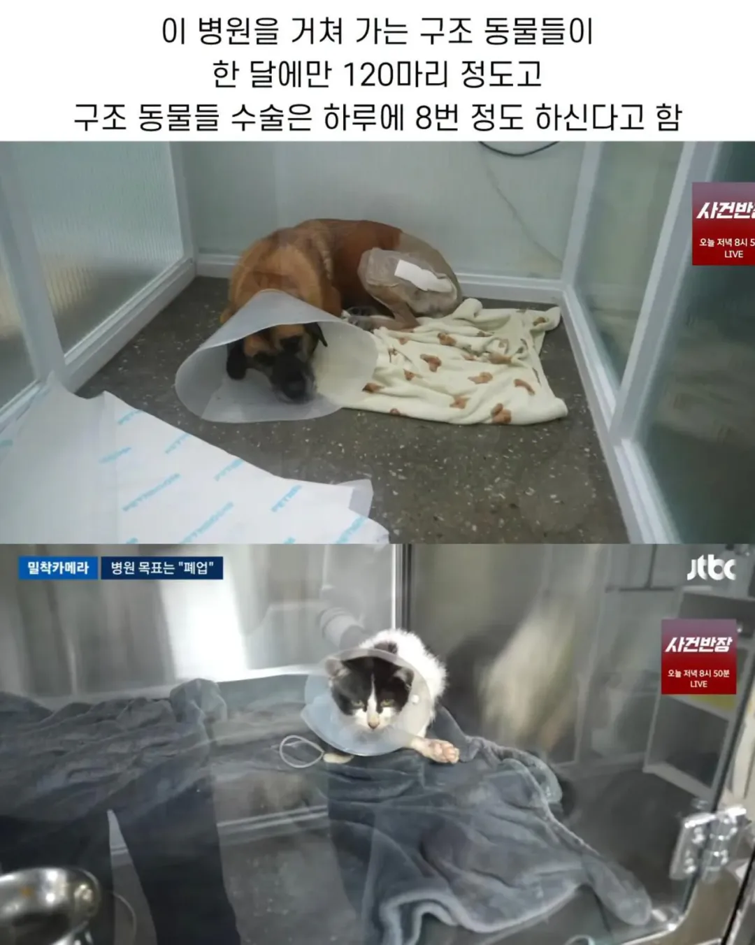 진료비 천원이라는 동물병원.jpg (4)