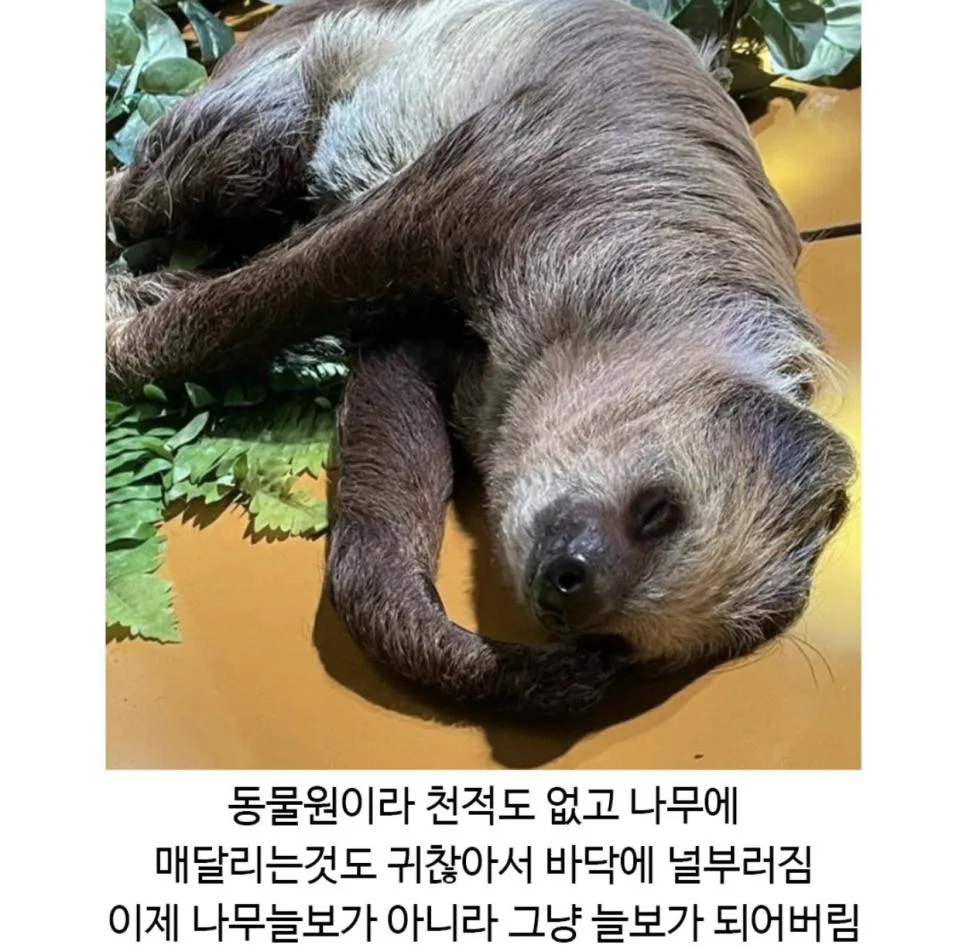 드디어 진화를 이룩한 나무늘보 (2)