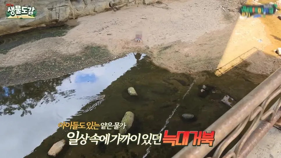 얼마 전 서울에서 잡힌 역대급 늑대거북
