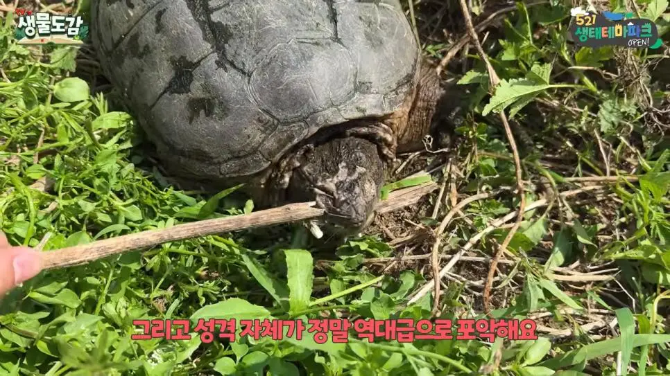 얼마 전 서울에서 잡힌 역대급 늑대거북 (2)