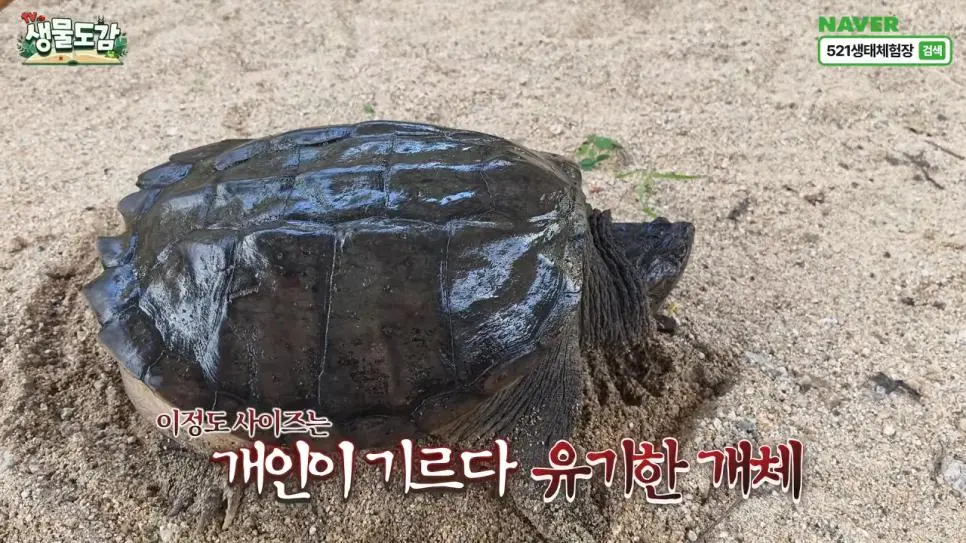 얼마 전 서울에서 잡힌 역대급 늑대거북 (3)