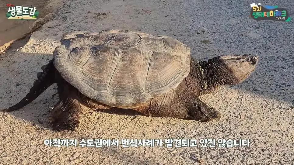 얼마 전 서울에서 잡힌 역대급 늑대거북 (4)