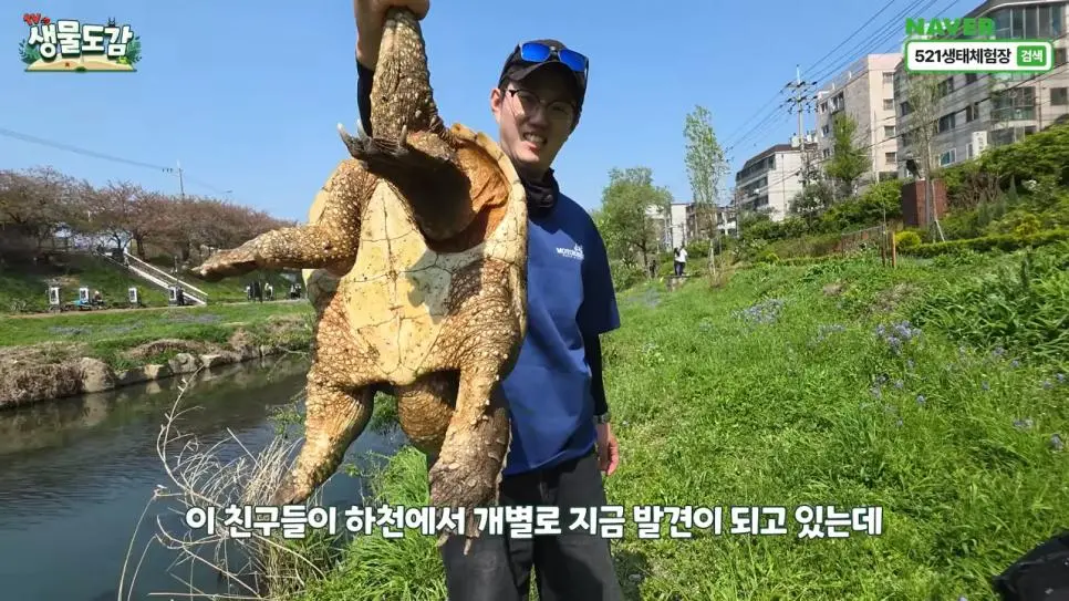 얼마 전 서울에서 잡힌 역대급 늑대거북 (5)