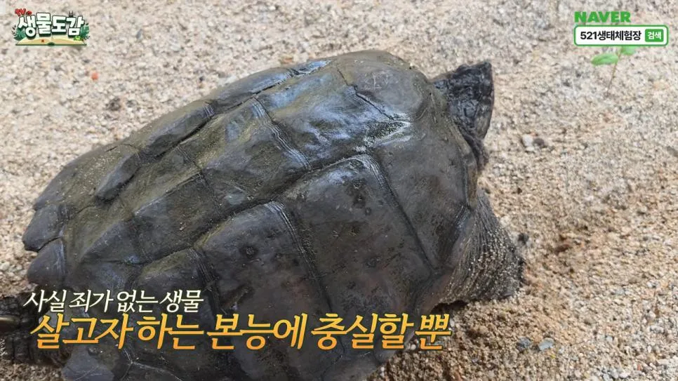 얼마 전 서울에서 잡힌 역대급 늑대거북 (6)