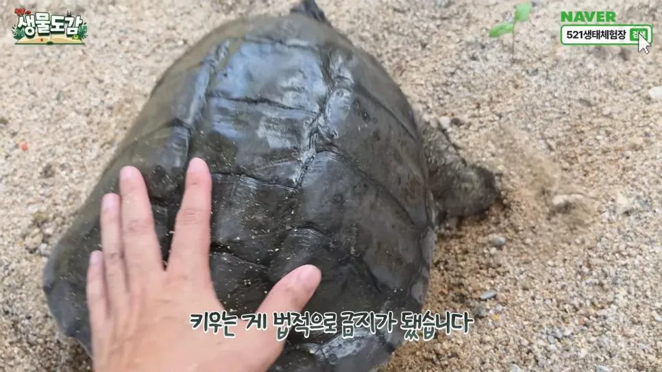 얼마 전 서울에서 잡힌 역대급 늑대거북 (7)