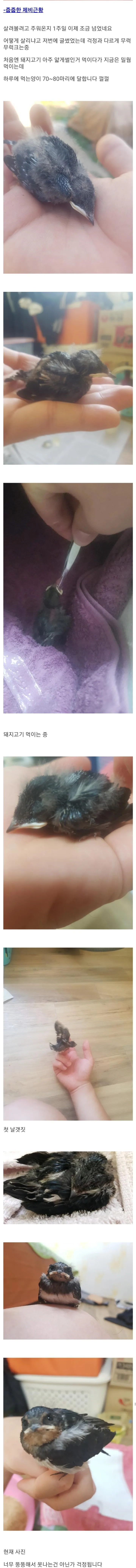 새끼제비 주은 디씨인