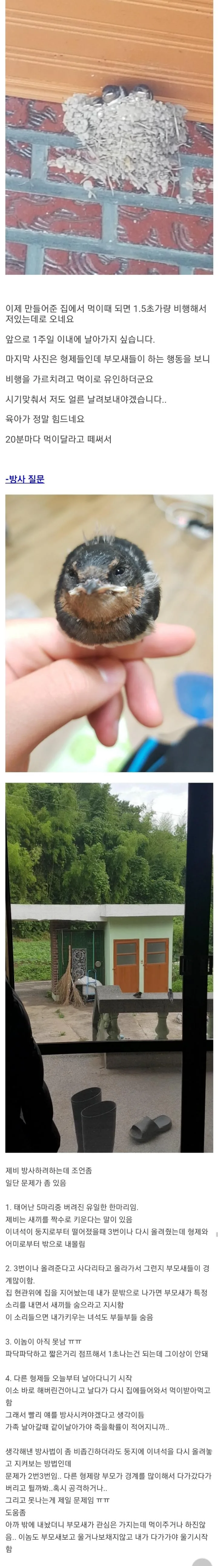 새끼제비 주은 디씨인 (2)