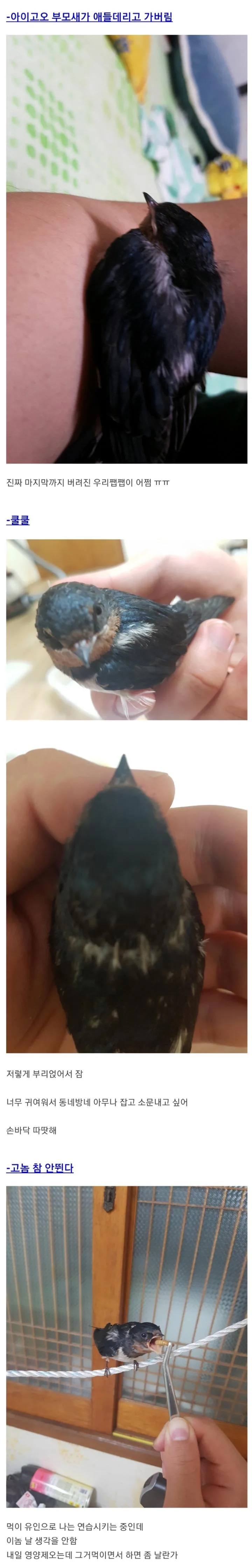 새끼제비 주은 디씨인 (3)