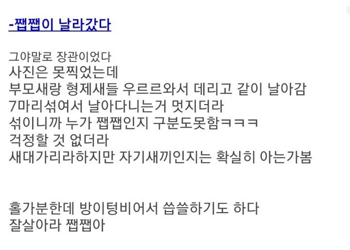 새끼제비 주은 디씨인 (6)