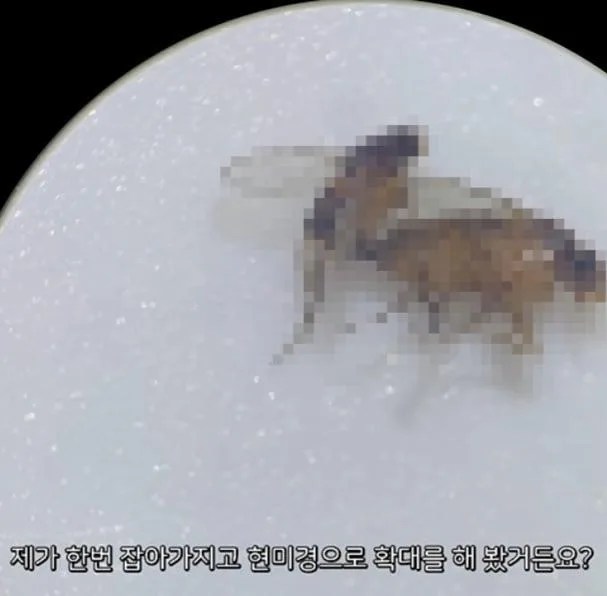 벼룩파리의 불편한진실.mp4 (2)
