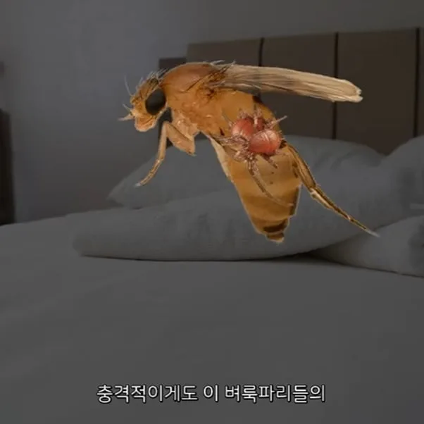 벼룩파리의 불편한진실.mp4 (3)