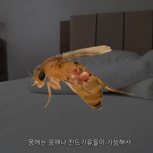 벼룩파리의 불편한진실.mp4 (4)