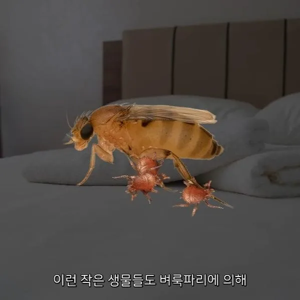 벼룩파리의 불편한진실.mp4 (5)